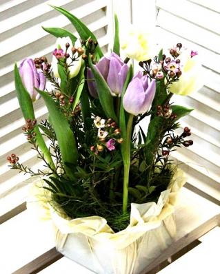 Фиолетовые и жёлтые тюльпаны в коробке