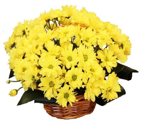 Жёлтые хризантемы в корзине